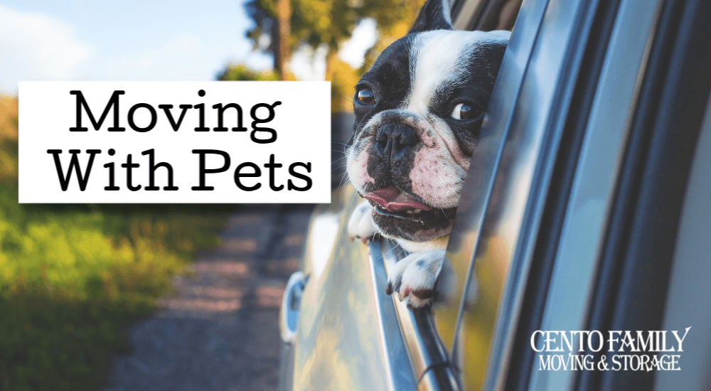 Moving with pets? Here are 10 tips to keep everyone happy.