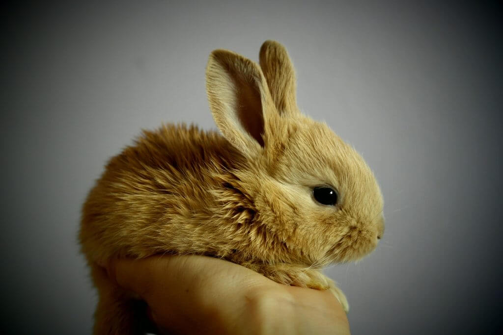 tiny rabbit in palm of hand